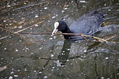 High angle view of bird perching on lake
