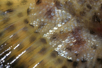 High angle view of bubbles in sea