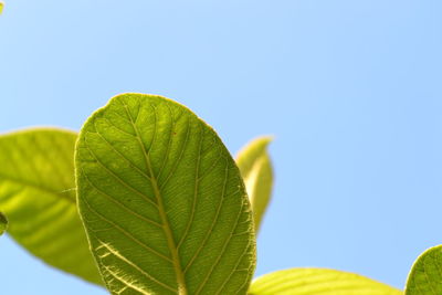 Close-up of fresh green plant against clear blue sky