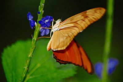 Close-up of butterfly perching on flower