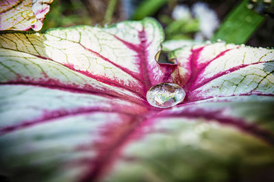 Close-up of raindrops on purple flower