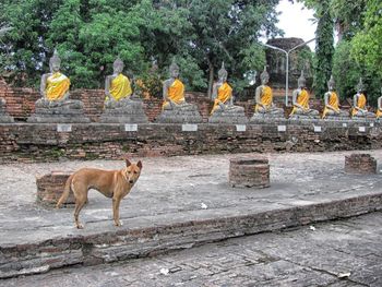 Dog standing on walkway by buddha statues