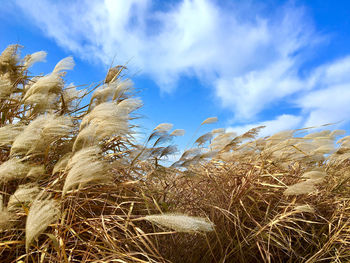 Low angle view of stalks against the sky