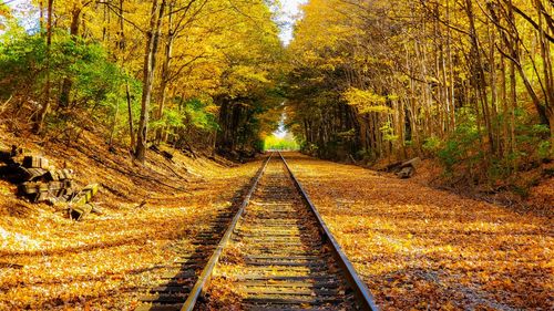 View of railroad tracks in forest during autumn