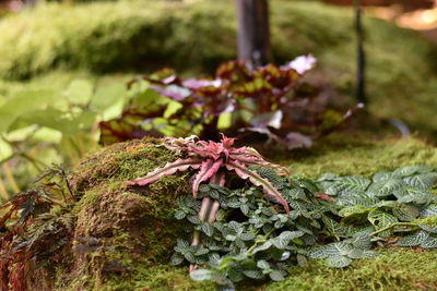 Close-up of red flowering plant on field