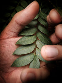 Close-up of hand holding leaves