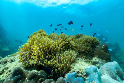 View of fish underwater