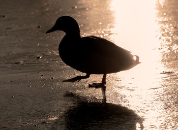 Bird perching on a lake