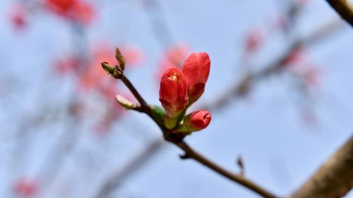 Close-up of red flower on branch