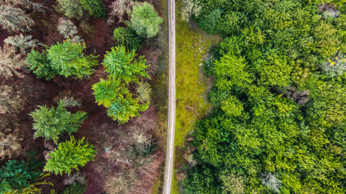 High angle view of green forest