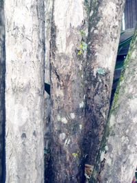 Close-up of ivy growing on tree