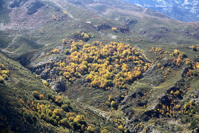 High angle view of plants on land