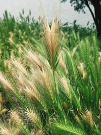 Close-up of wheat growing on field