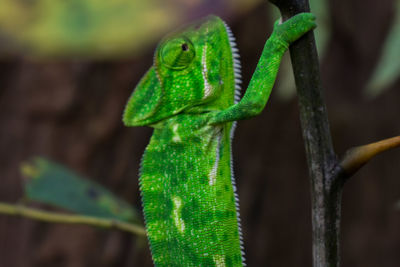 Close-up of lizard on a branch