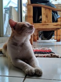 Cat relaxing on table at home