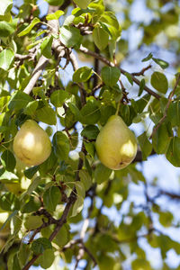 Low angle view of apples on tree