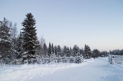 Trees on snow covered landscape against clear sky