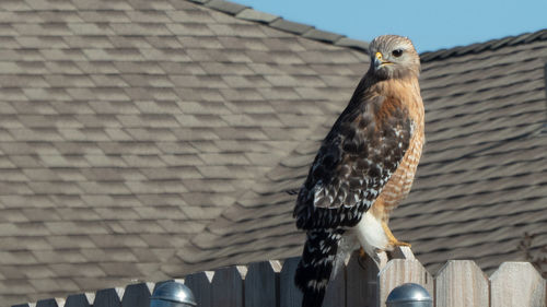 Low angle view of eagle perching on roof