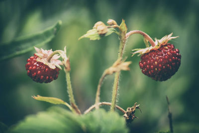 Close-up of strawberries growing in garden