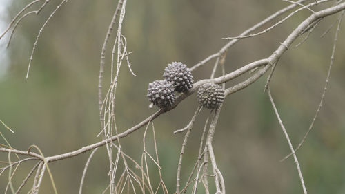 Close-up of wilted plant