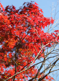 Low angle view of red flowering tree against sky