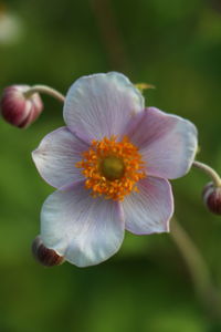 Close-up of flower blooming outdoors