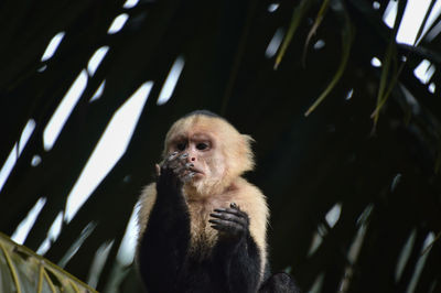 Low angle view of monkey sitting on tree