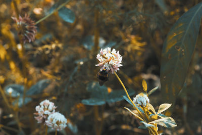 Close-up of white flowering plant