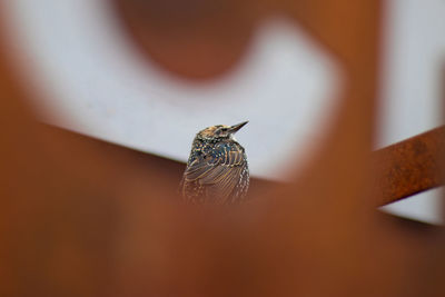 Close-up of a sterling bird