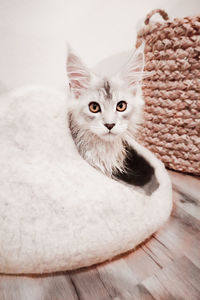 Silver maine coon kitten in cat cave