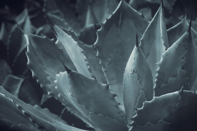 Full frame shot of succulent plant