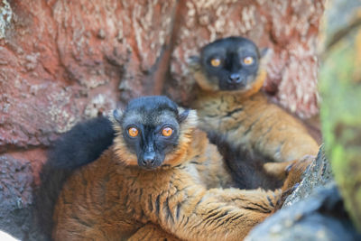 Portrait of lemurs