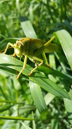 Close-up of grasshopper on plant