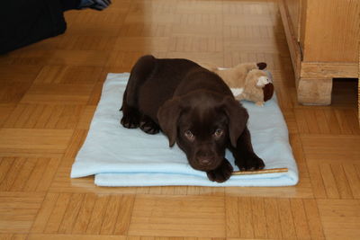 Dog lying on floor