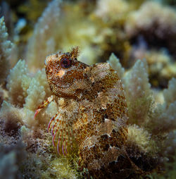 Close-up of fish underwater