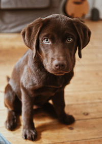 Close-up of black dog