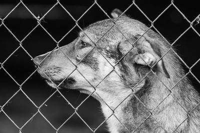 Close-up of horse in cage at zoo