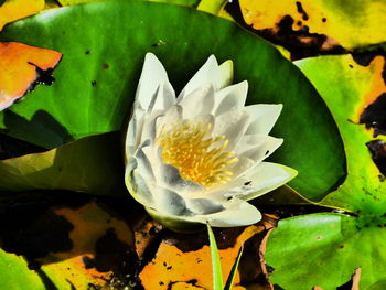 Close-up of water lily