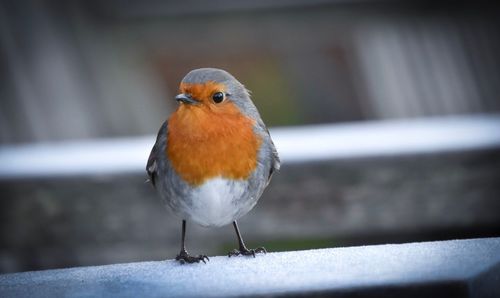 Close-up of bird perching on retaining wall