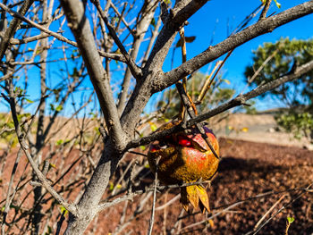 Close-up of bird perching on tree