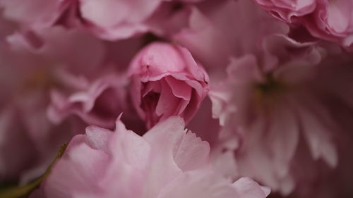 Sakura cherry blossom close-ups pink background flowers tree brach sakura flowers and leaves spring 