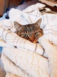 Close-up portrait of cat lying on bed