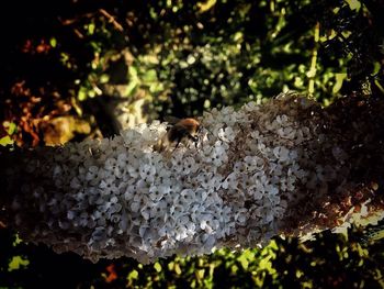 Close-up of bee on mushroom