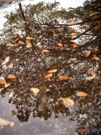 High angle view of koi carps swimming in pond