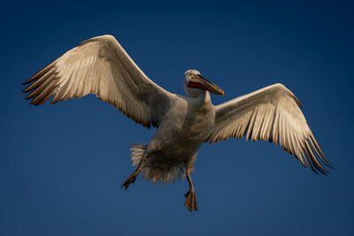 Low angle view of bird flying against clear sky