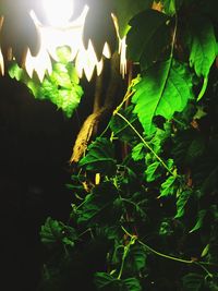 Close-up of green plant at night