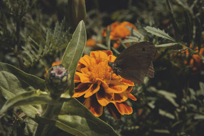 Close-up of orange flowers