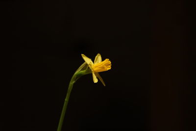 Close-up of yellow flower against black background