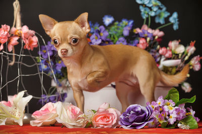 Close-up of a dog with roses