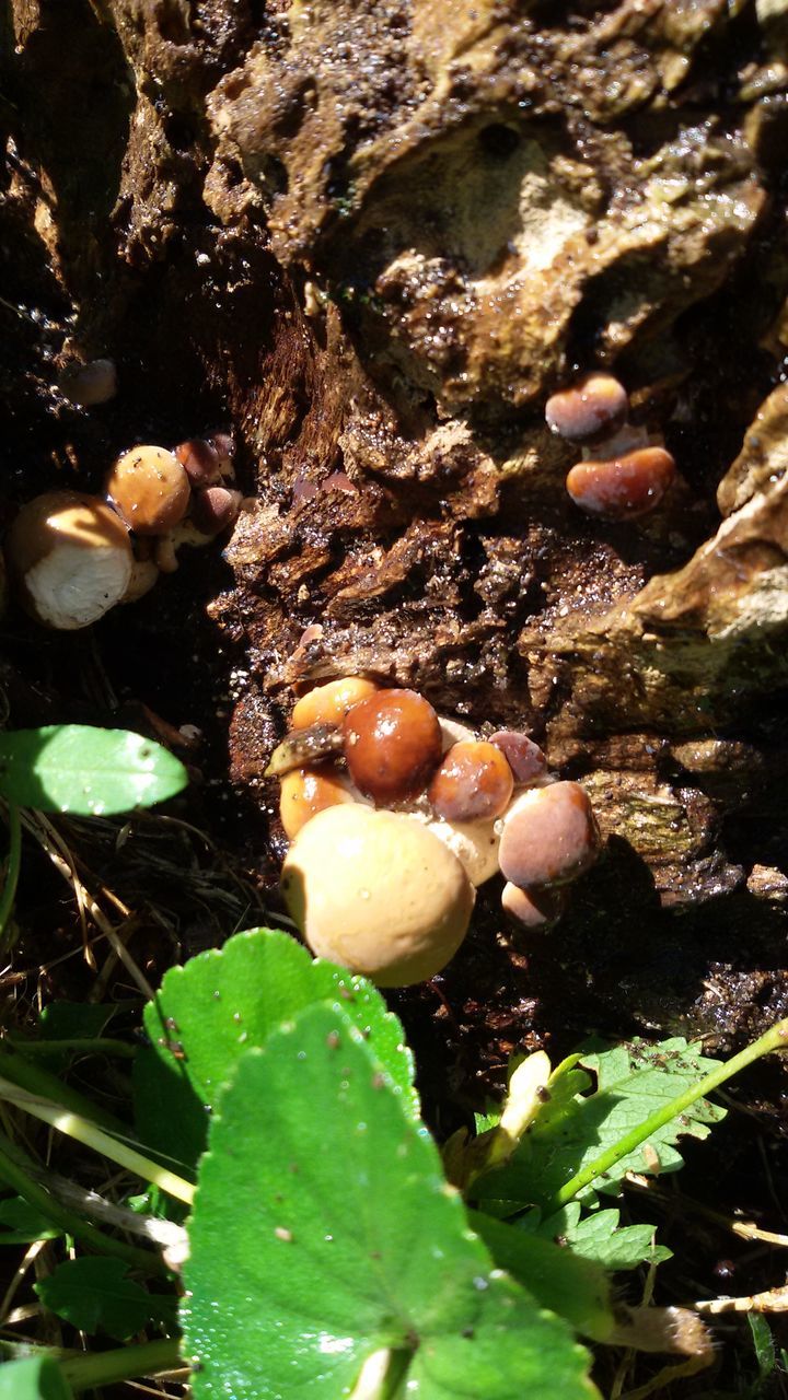 CLOSE-UP OF MUSHROOMS GROWING ON PLANTS